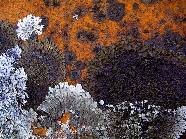 [lichen (Medium)[4].jpg]
